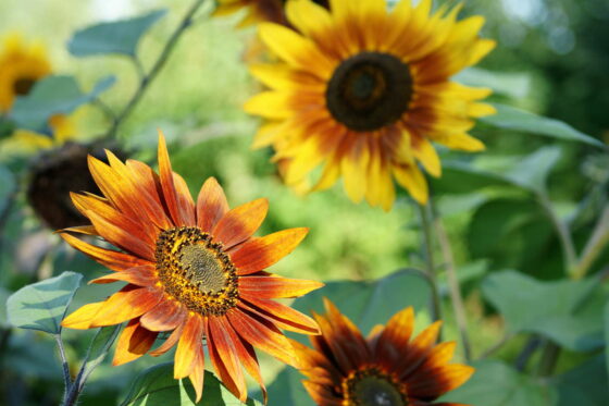 Sonnenblumenarten: Die 50 schönsten Sorten (Übersicht)