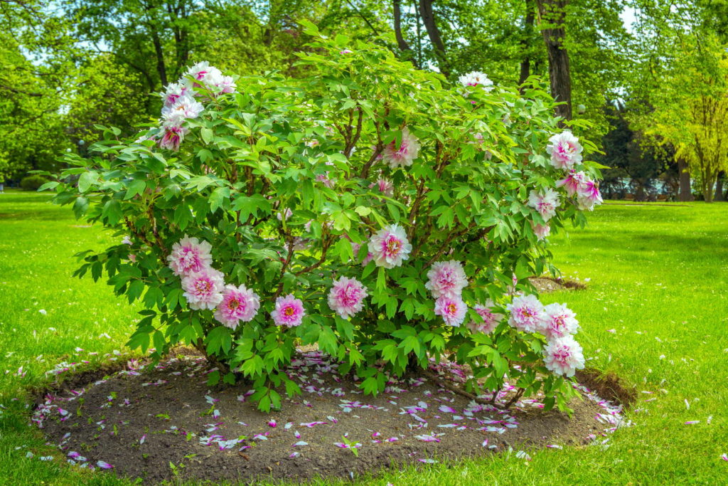 Blühender Pfingstrosenstrauch im Garten