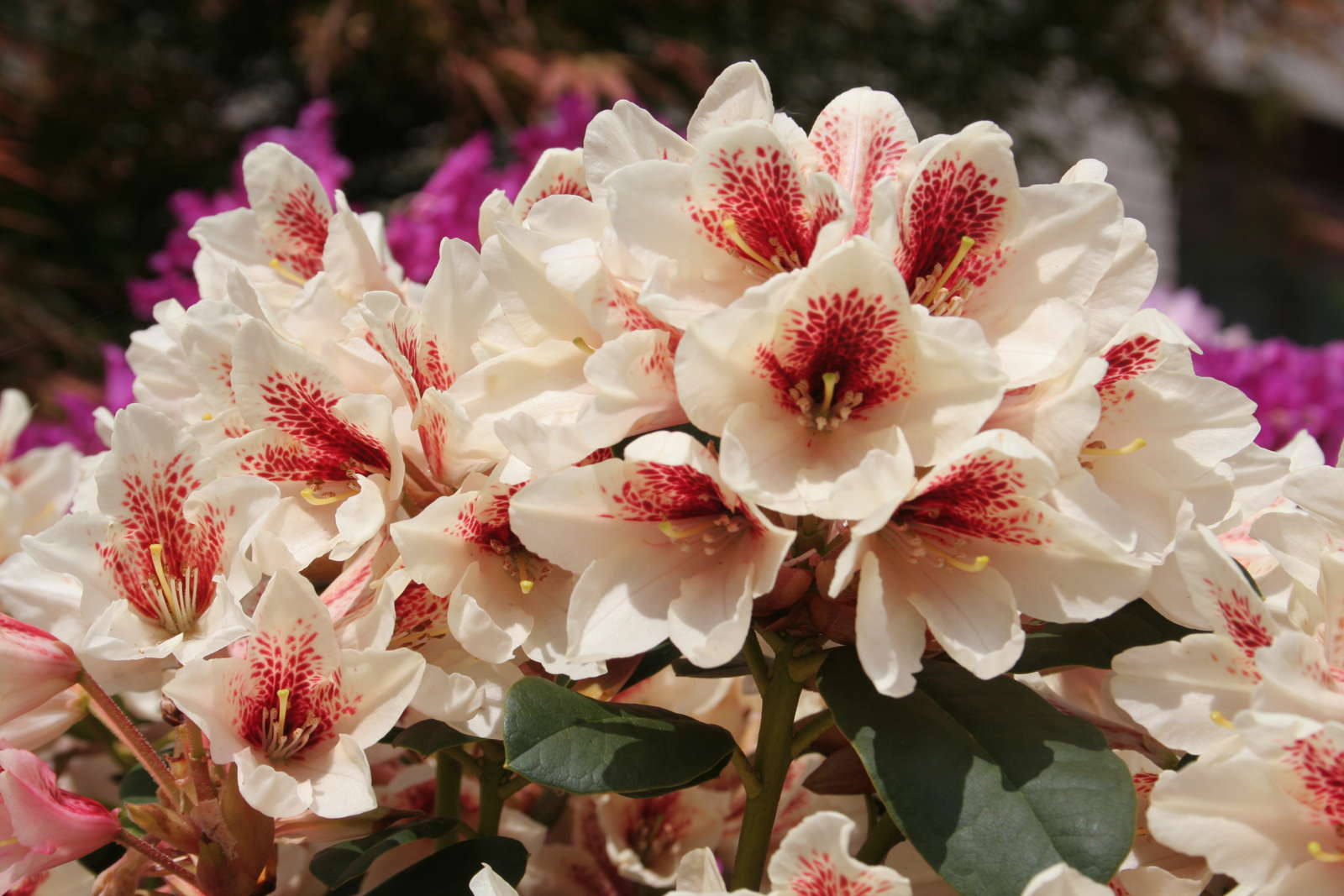 Rhododendronsorten Die 50 schönsten Sorten für den Garten (Übersicht