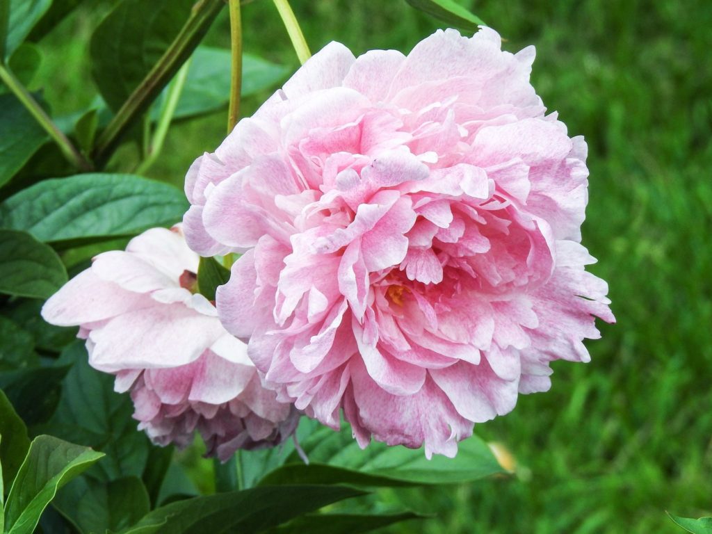 Ave Maria Kamelie rosa Blüte