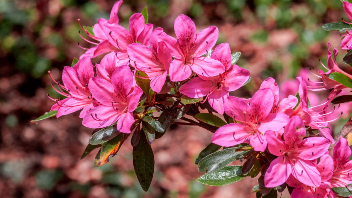 Rhododendronarten & -sorten: Die 20 Schnsten - Plantura