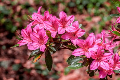 Rhododendronarten & -sorten: Die 20 schönsten Rhododendren (Übersicht)