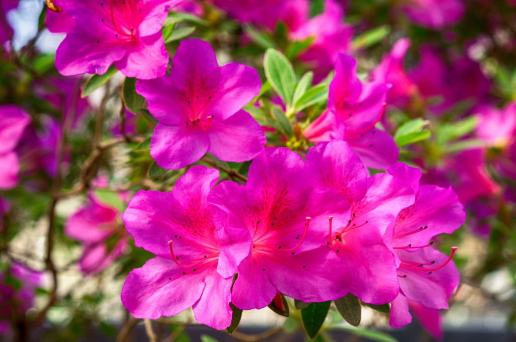 Azalea's Blüten Rhododendron simsii