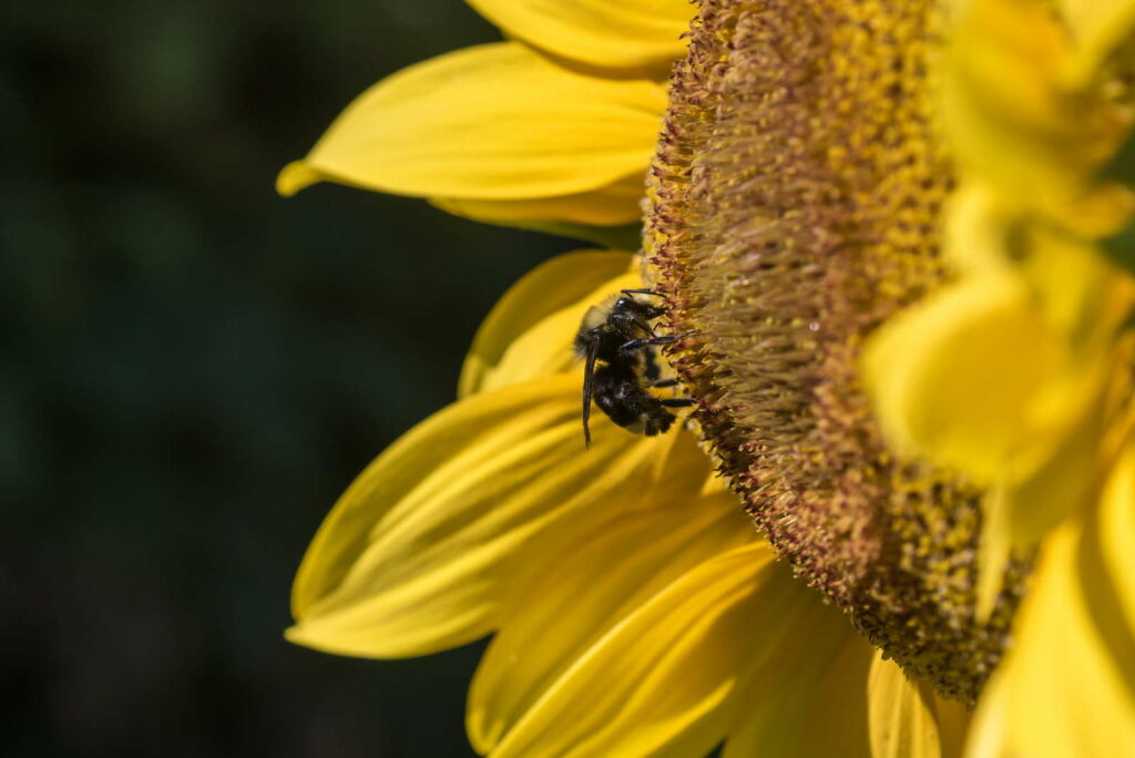 Biene auf Sonnenblume