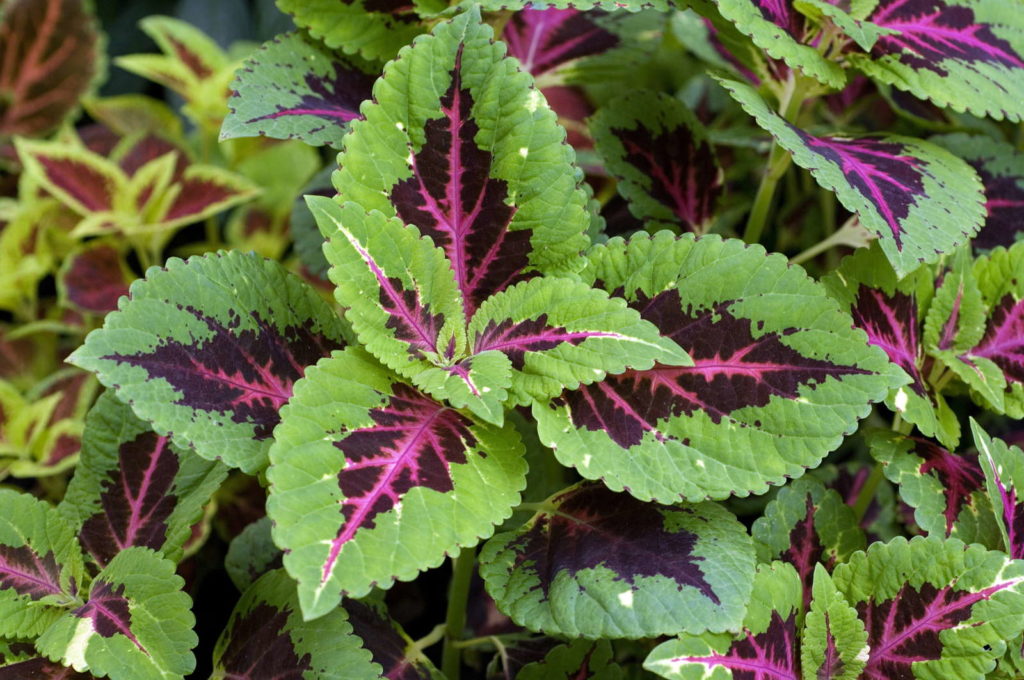 Buntnessel im Garten