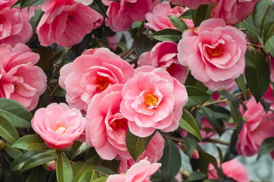 Camellia japonica: Die 50 schönsten Sorten & weitere Kamelienarten