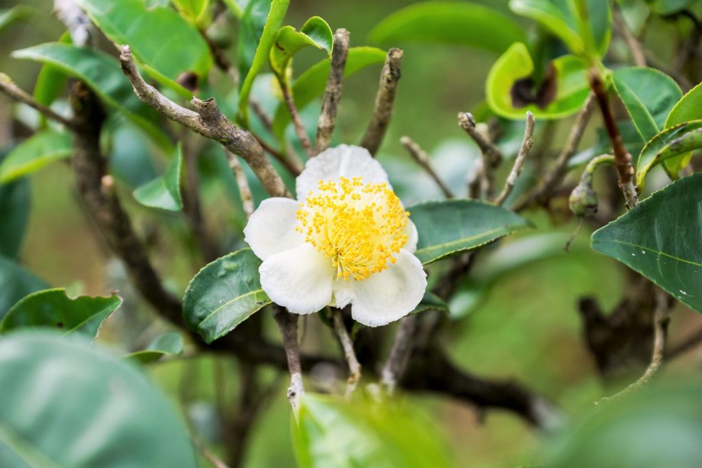 Camellia sinensis Blüte