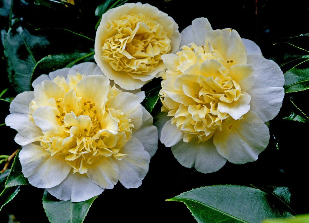 Camellia x williamsii Jury's Yellow