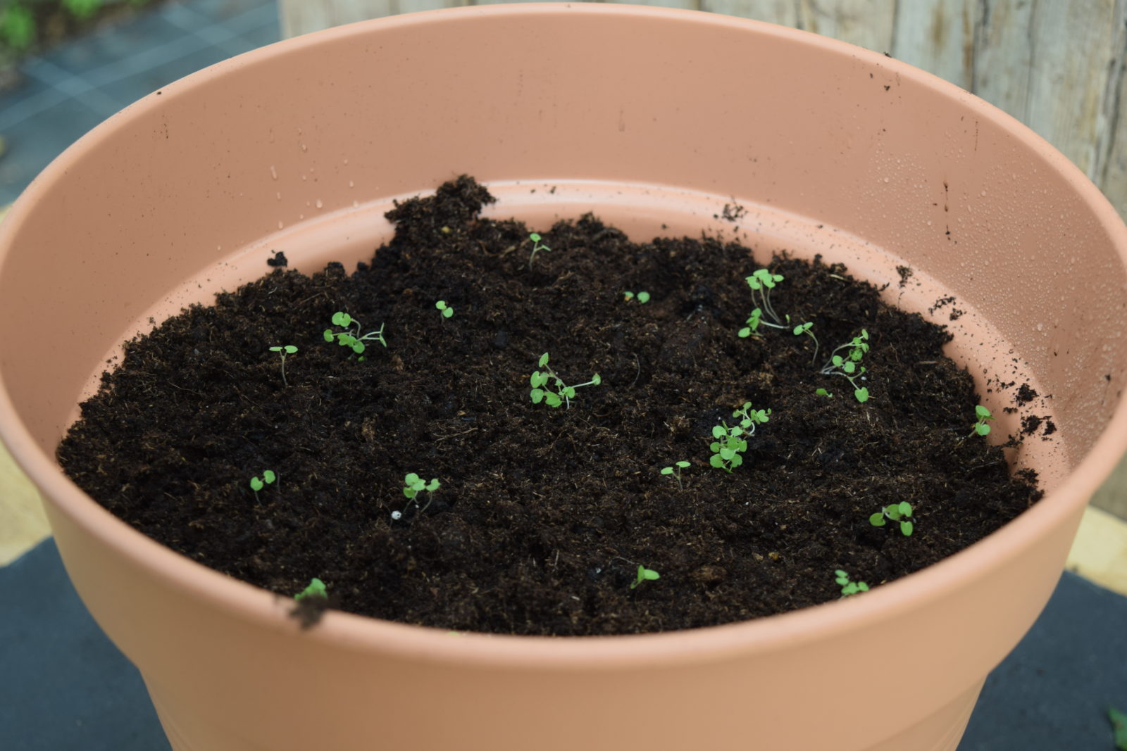 Mit Tomatenscheiben Zur Eigenen Tomatenpflanze Anleitung Tipps