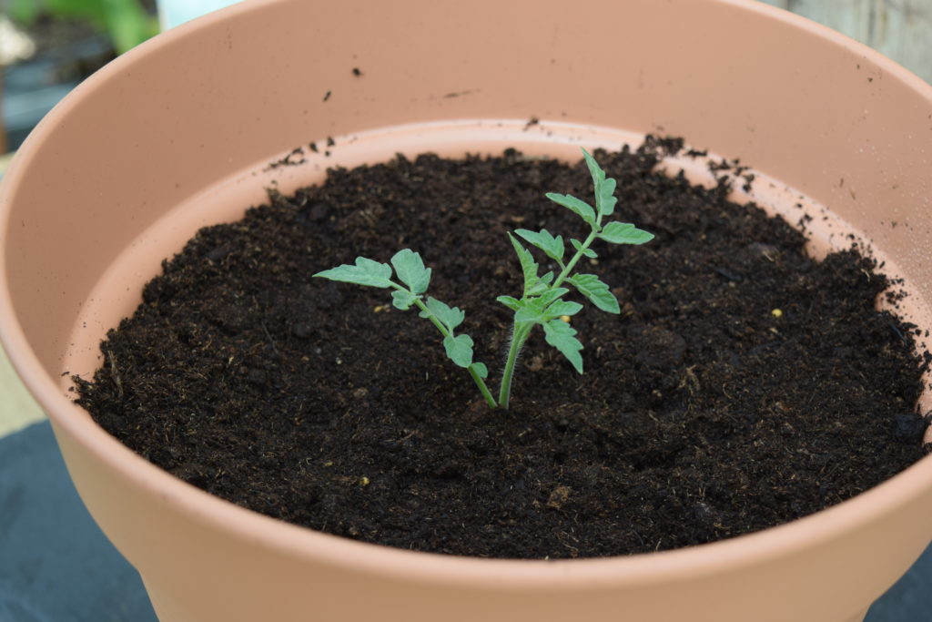 Kleine Tomatenpflanze in einem Topf
