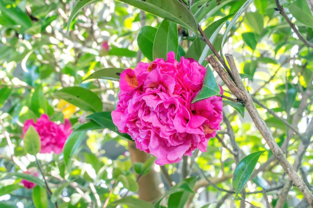 Debbie Kamelie rosa Blüte an Baum