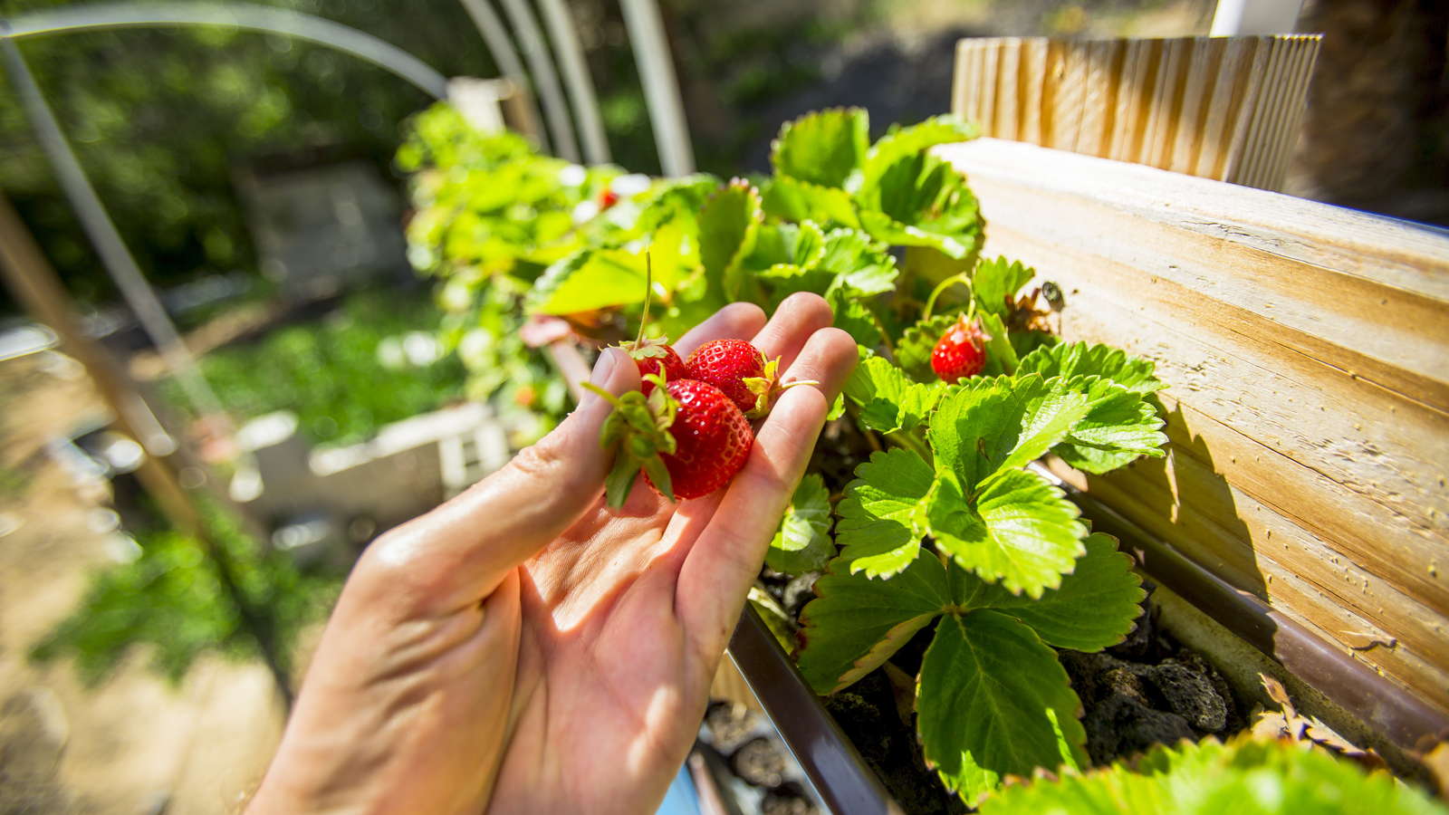 Erdbeeren vertikal anbauen: Anleitung &amp; Tipps zum Nachmachen - Plantura
