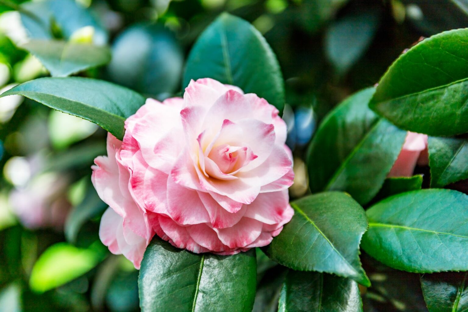 Camellia japonica Sorten & weitere Kamelienarten Plantura