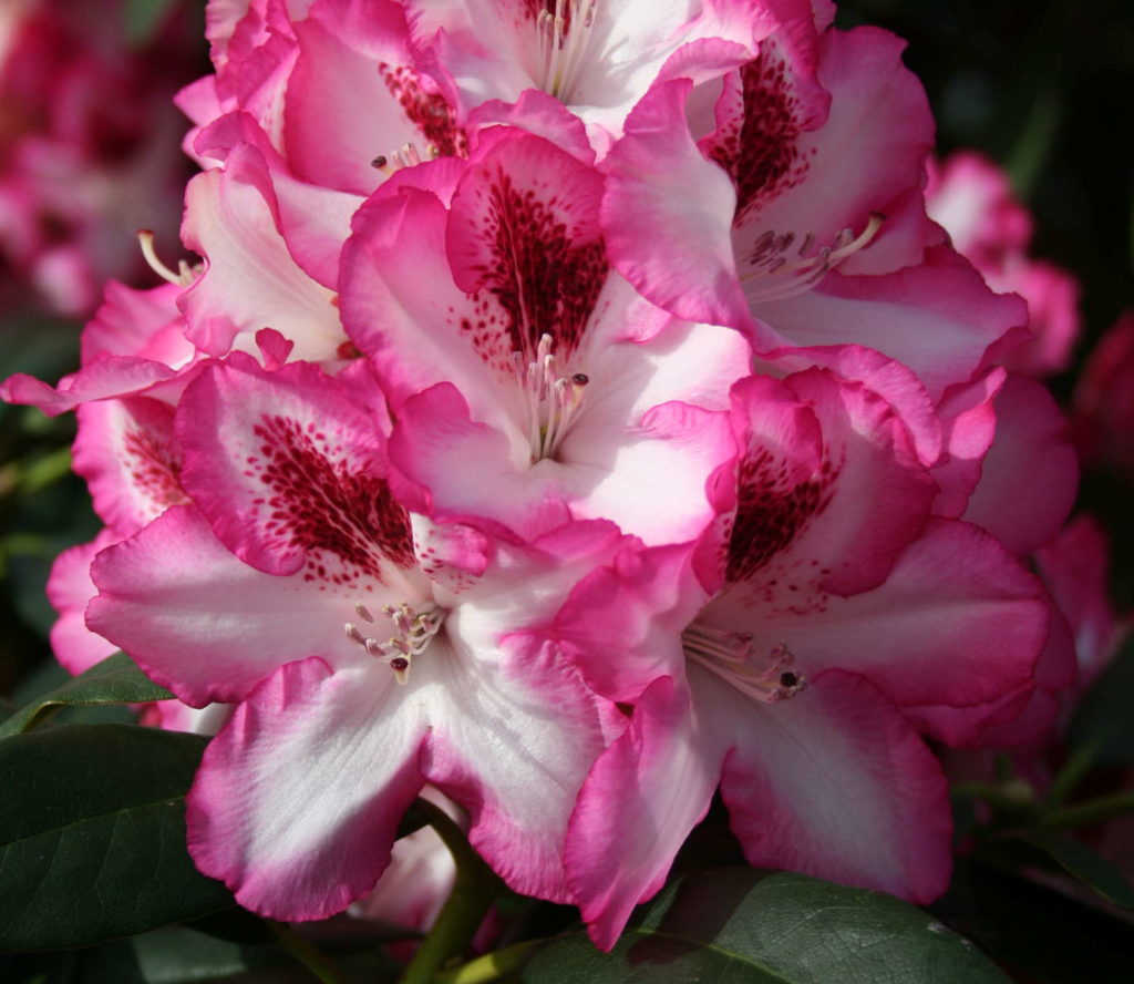 Hachmann’s Charmant -S- Blühe nah