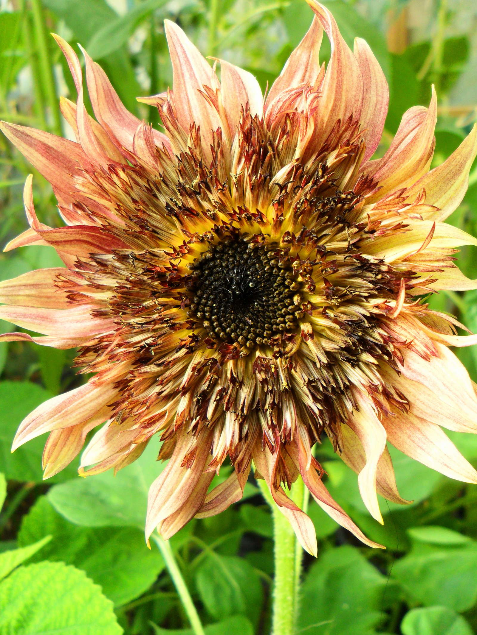Sonnenblumenarten Die 50 Schonsten Sorten Ubersicht Plantura
