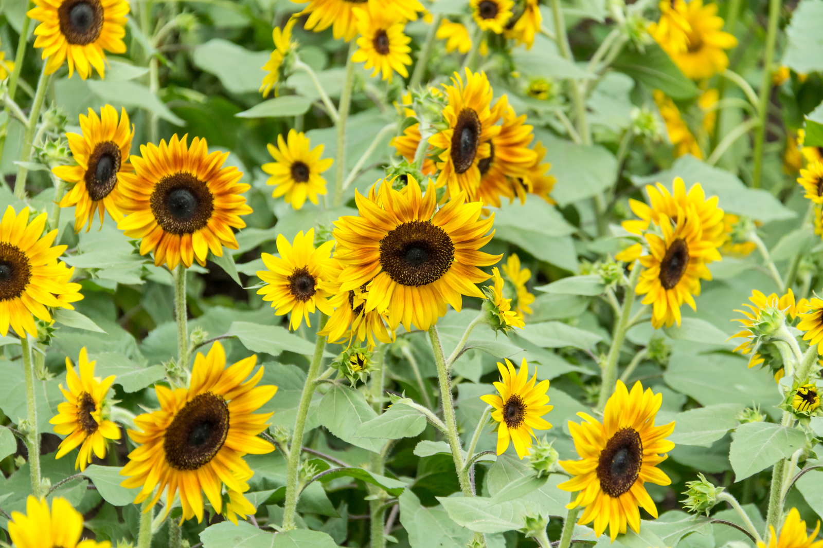 Sonnenblumenarten Die 50 Schonsten Sorten Ubersicht Plantura