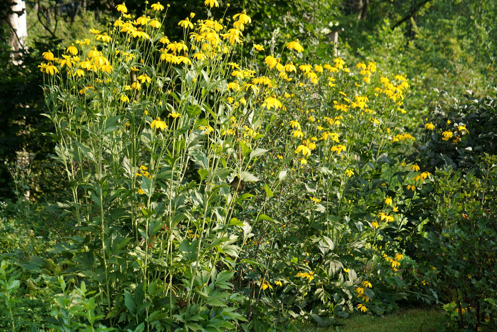 Sonnenblumenarten Die 50 Schonsten Sorten Ubersicht Plantura