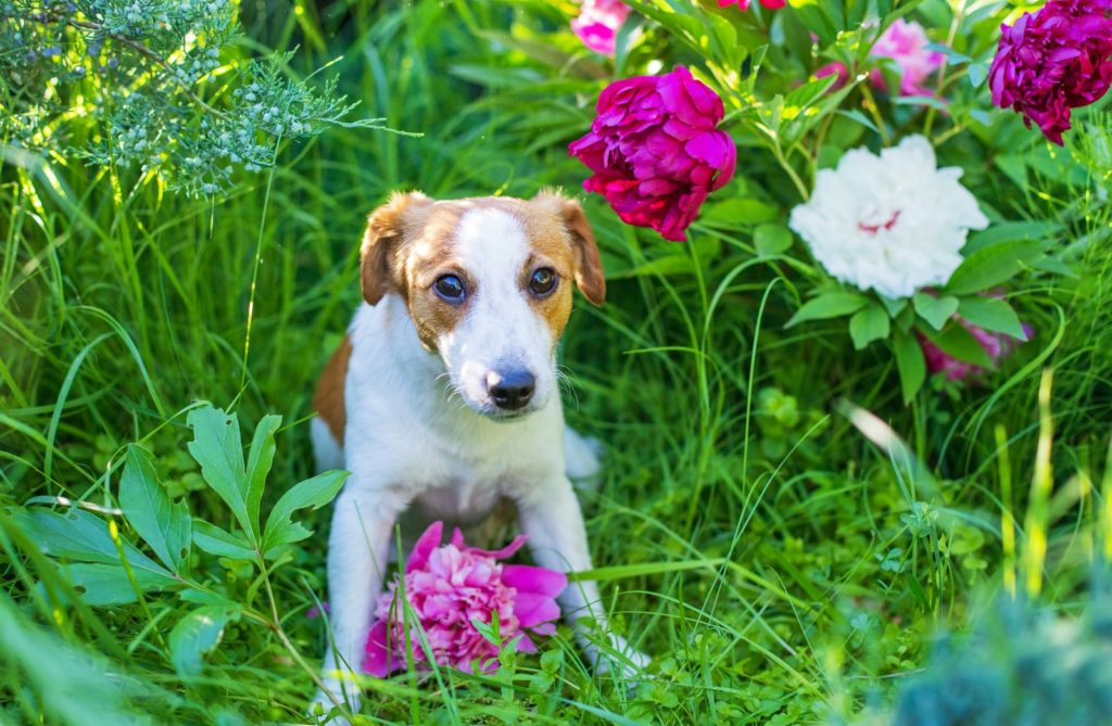 Hund in Pfingstrosen