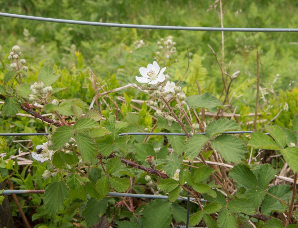immergrüne Brombeere als Hecke