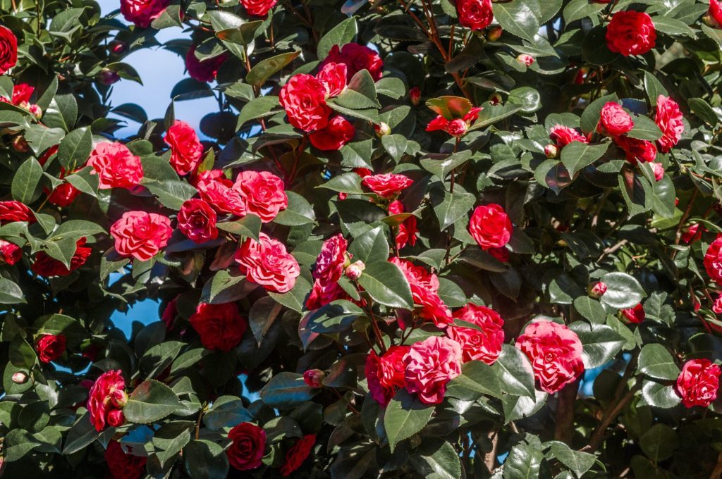 Kamelie baum rosa Blüten