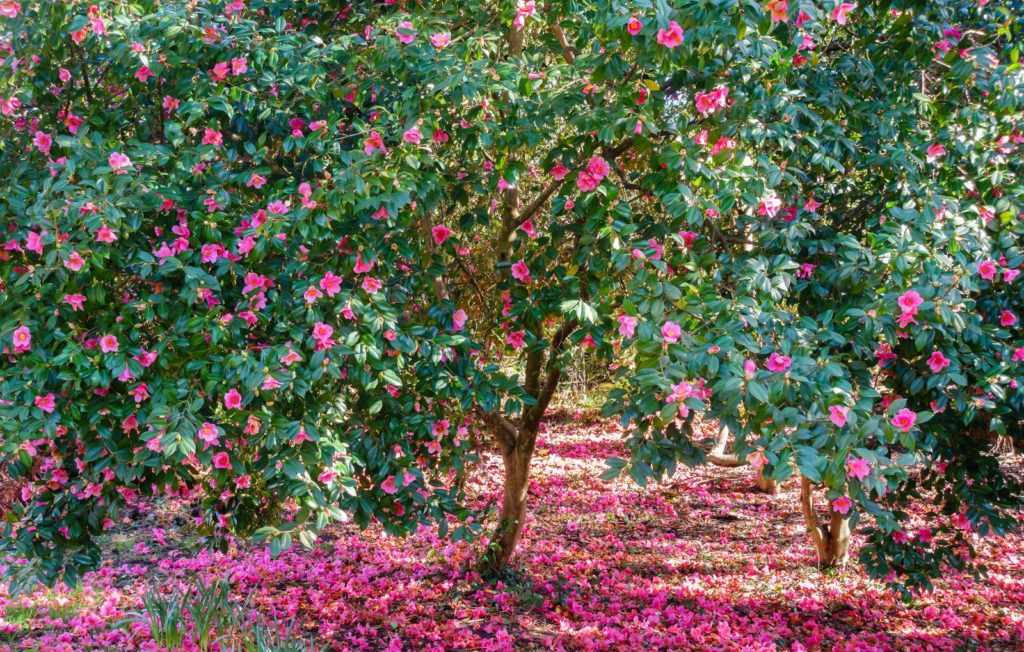 Kamelienbaum rosa