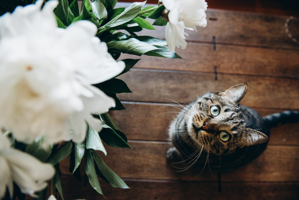 Katze vor Pfingstrosen