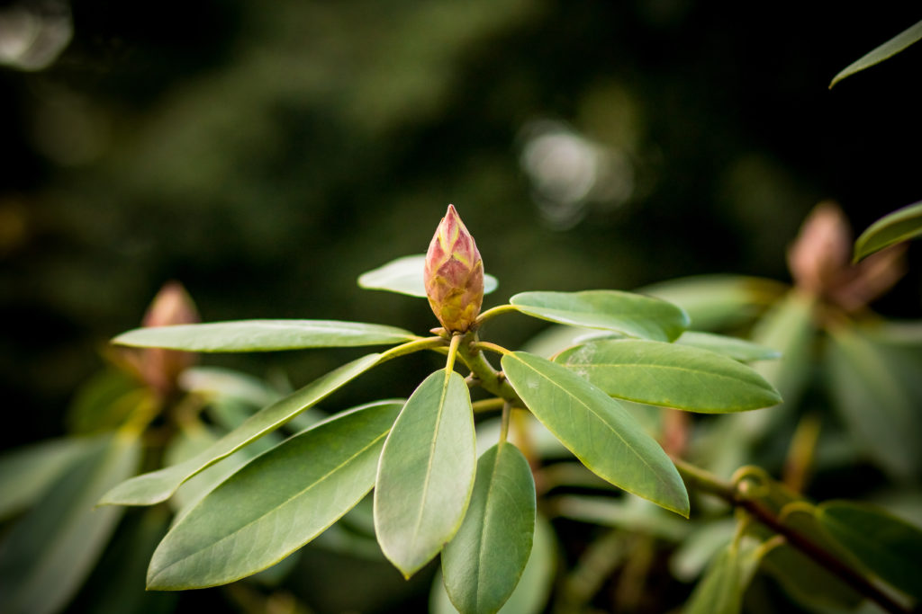 Rhododendronknospe Nahaufnahme