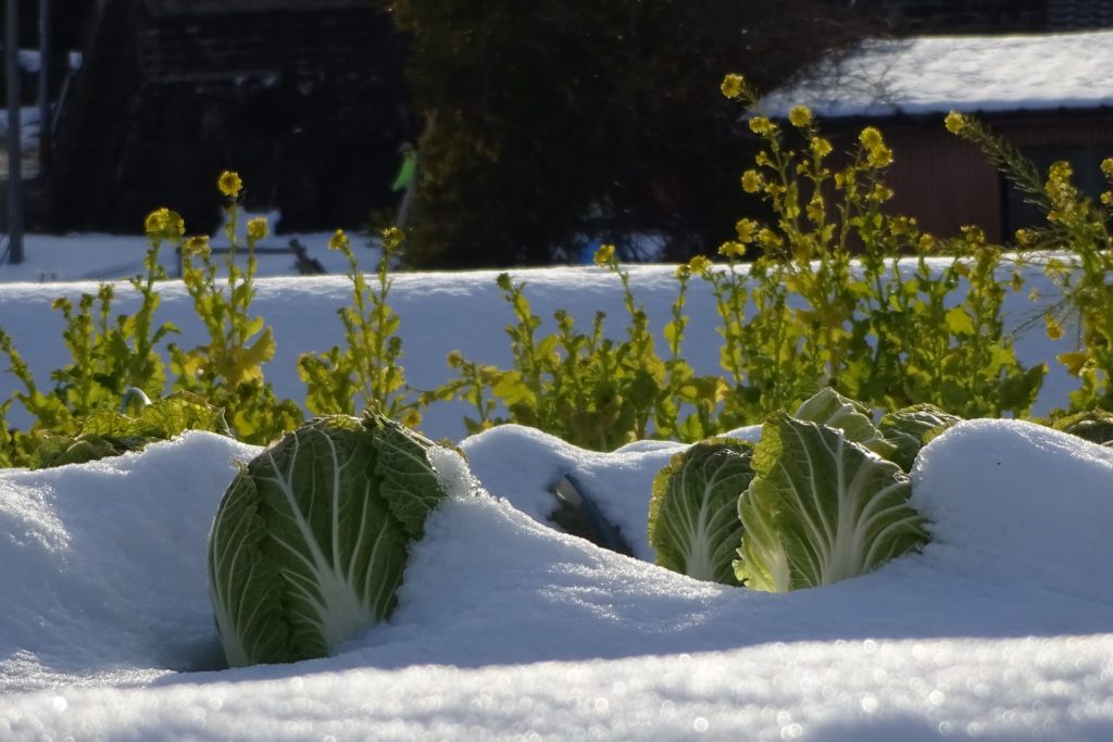 Grünkohl im Schnee im Winter