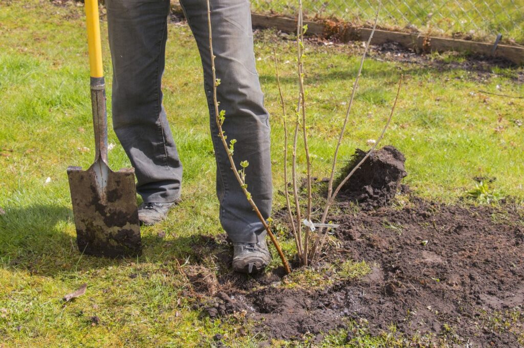 Mann pflanzt Brombeer Pflanze im Garten