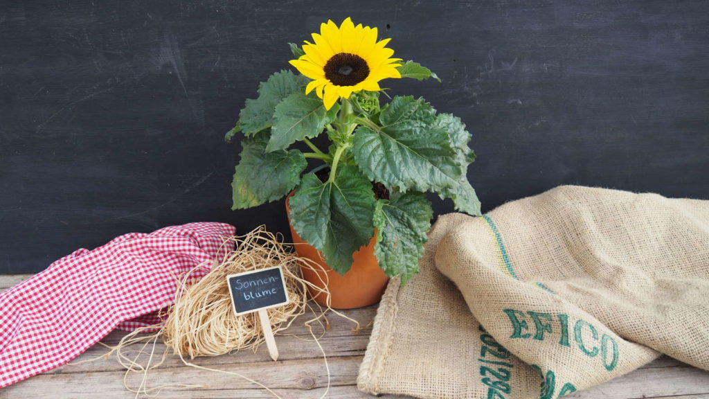Sonnenblumen pflanzen Anleitung für Topf, Beet & Balkon Plantura