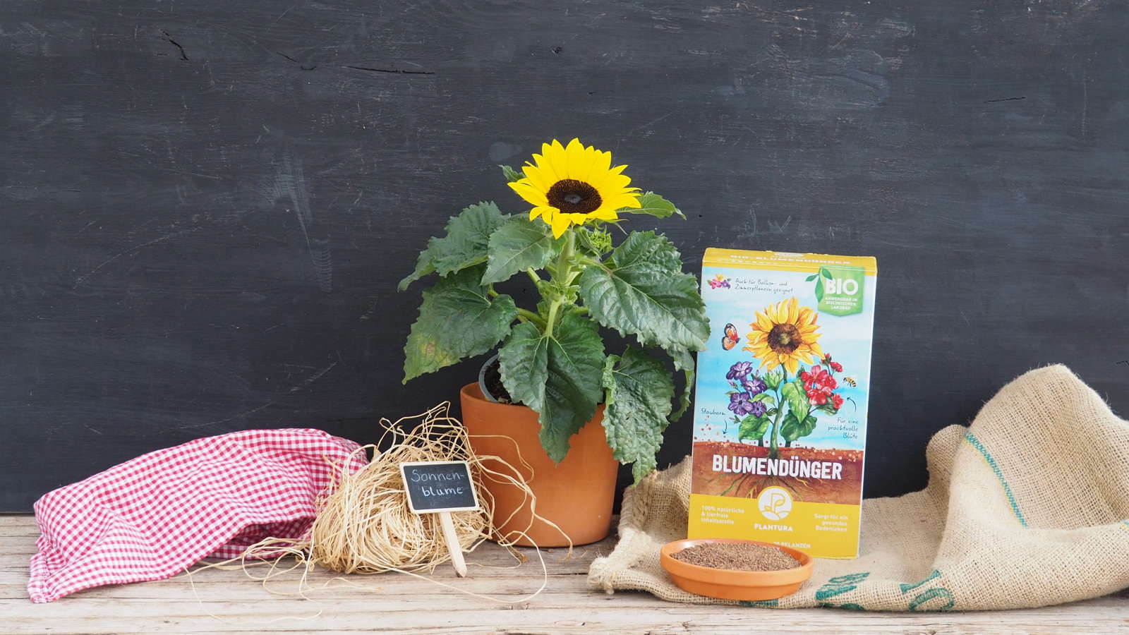 Sonnenblumen pflanzen Anleitung für Topf, Beet & Balkon Plantura