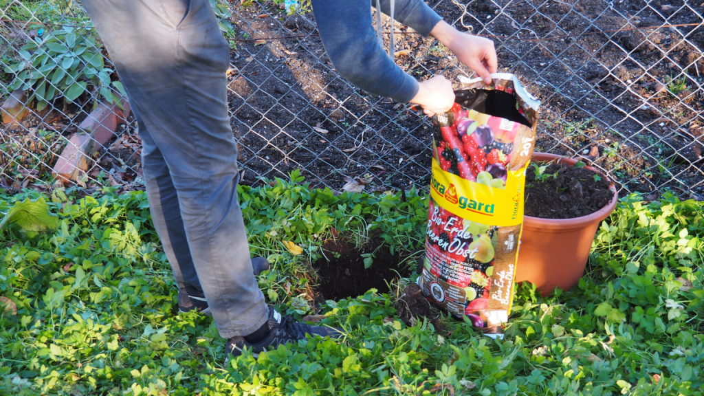 Brombeeren pflanzen VideoAnleitung & Tipps vom Profi Plantura