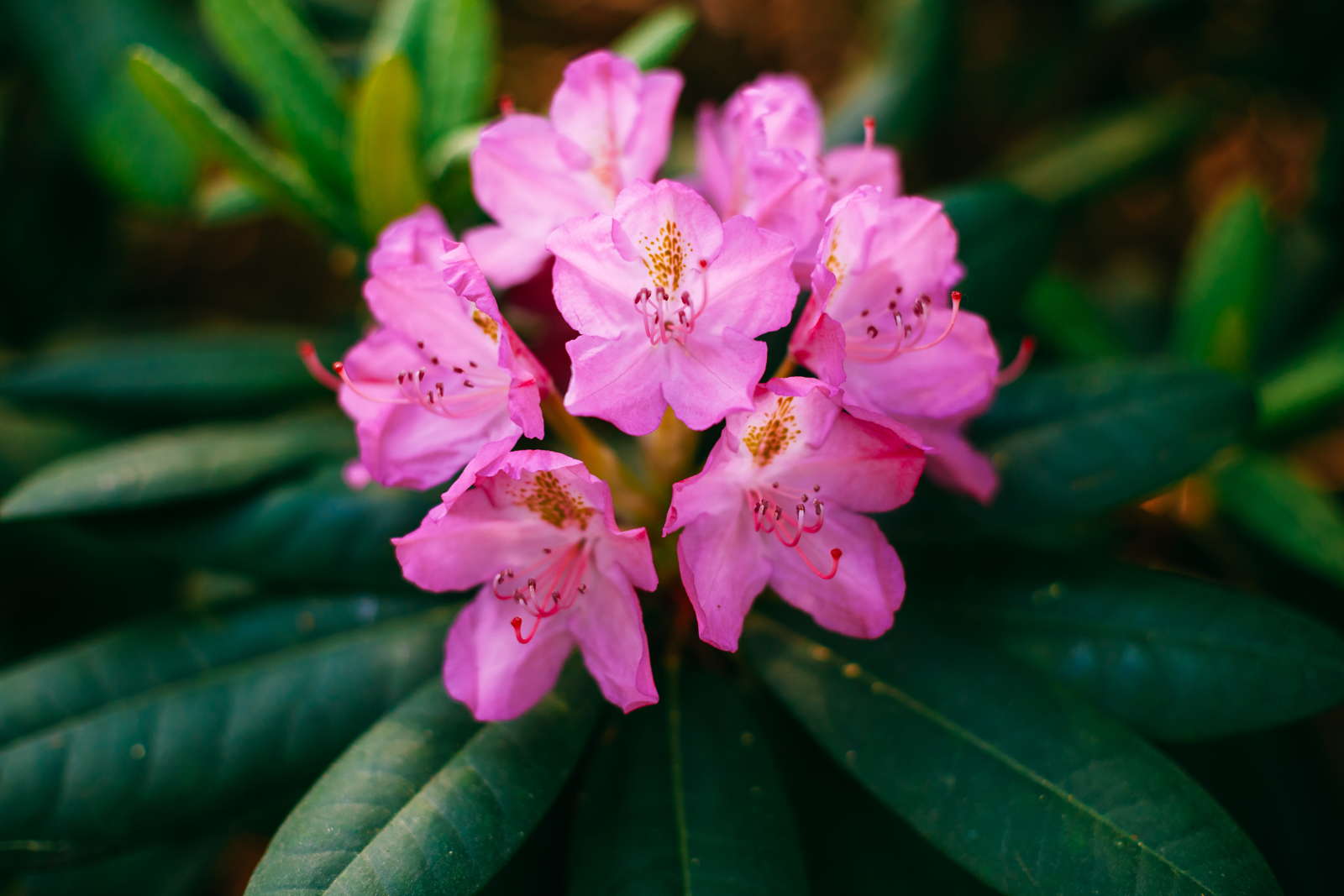Rhododendronarten & sorten Die 20 Schönsten Plantura