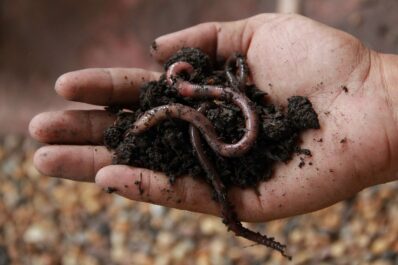 Regenwürmer im Garten: 5 Gründe, warum Regenwürmer so wichtig sind