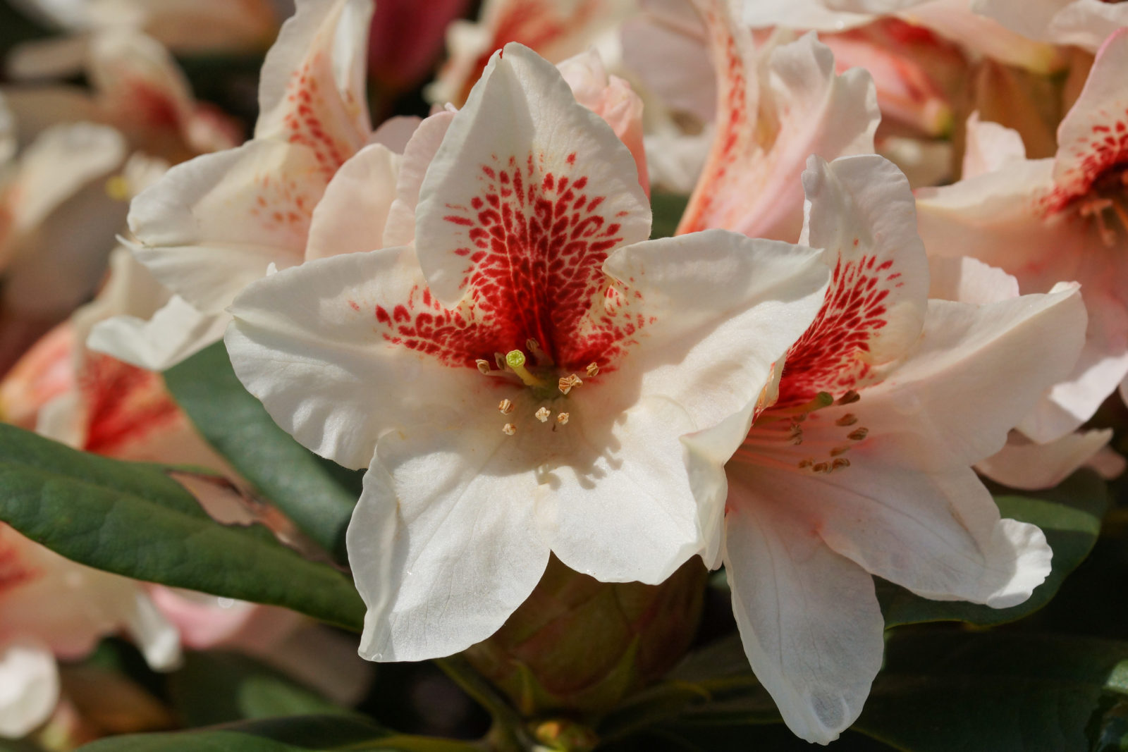 Rhododendron Pflanzen, im Topf & Pflege Plantura