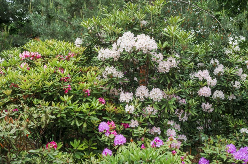 Rhododendron Busch im Garten