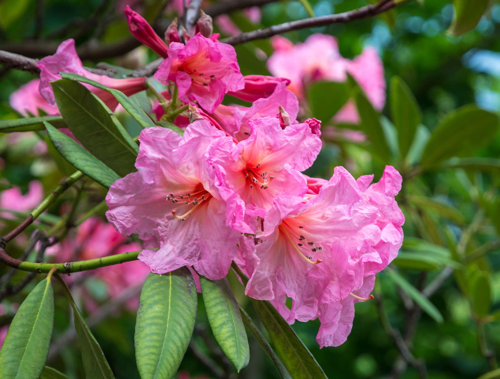 Rhododendronarten & sorten Die 20 Schönsten Plantura
