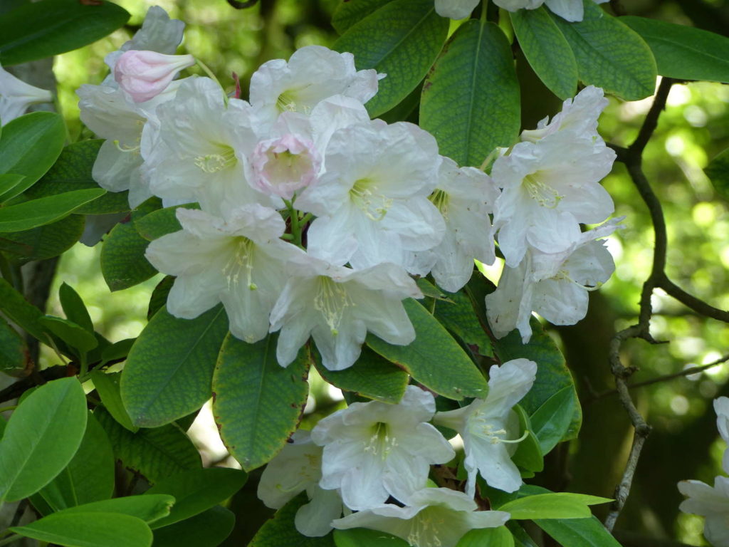 Rhododendron fortunei mit weißen Blüten