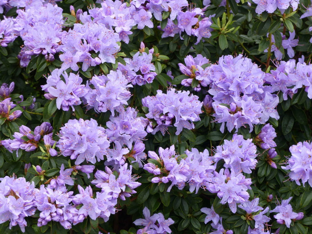 Rhododendron impeditum 'Moerheimii' im Garten