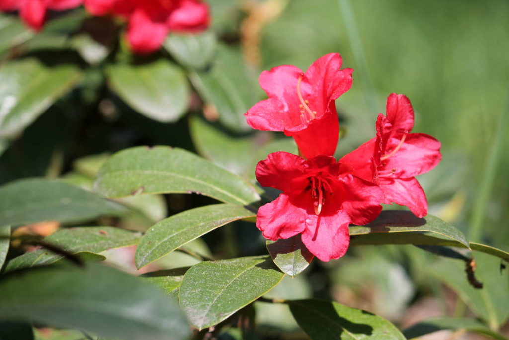 Rhododendron repens cultivar Bengal Blüte