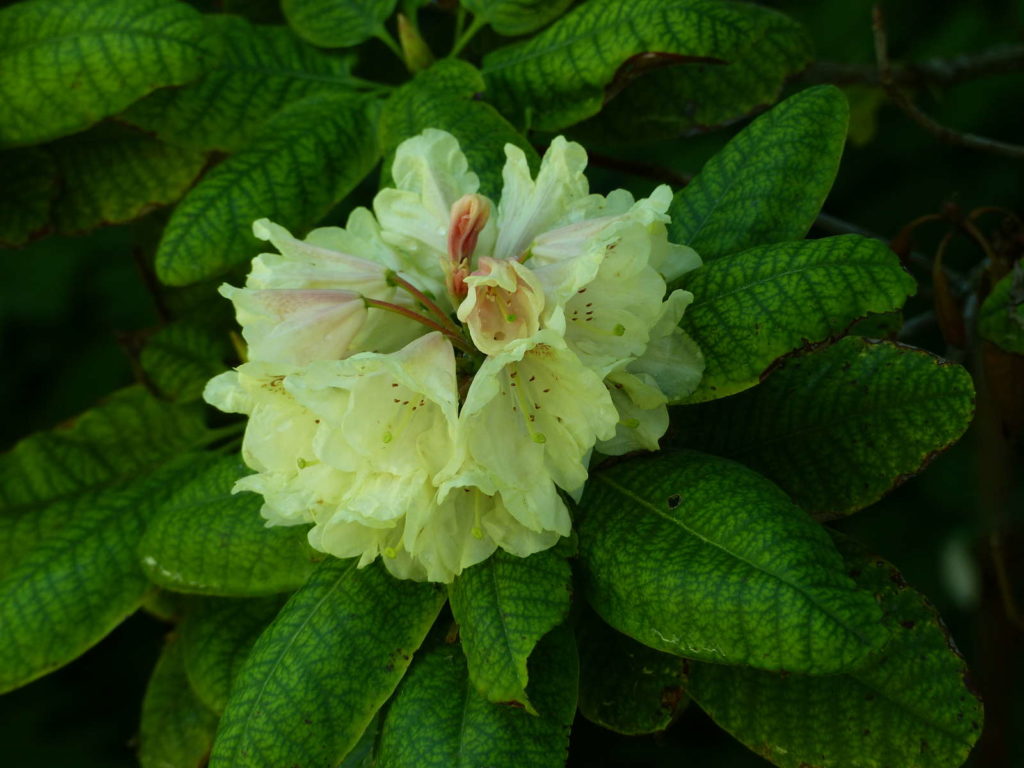 Rhododendron wardii, Goldbukett