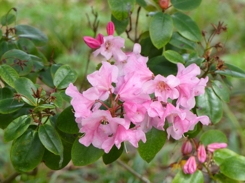 Rhododendron williamsianum 'Humming Bird' Blüten