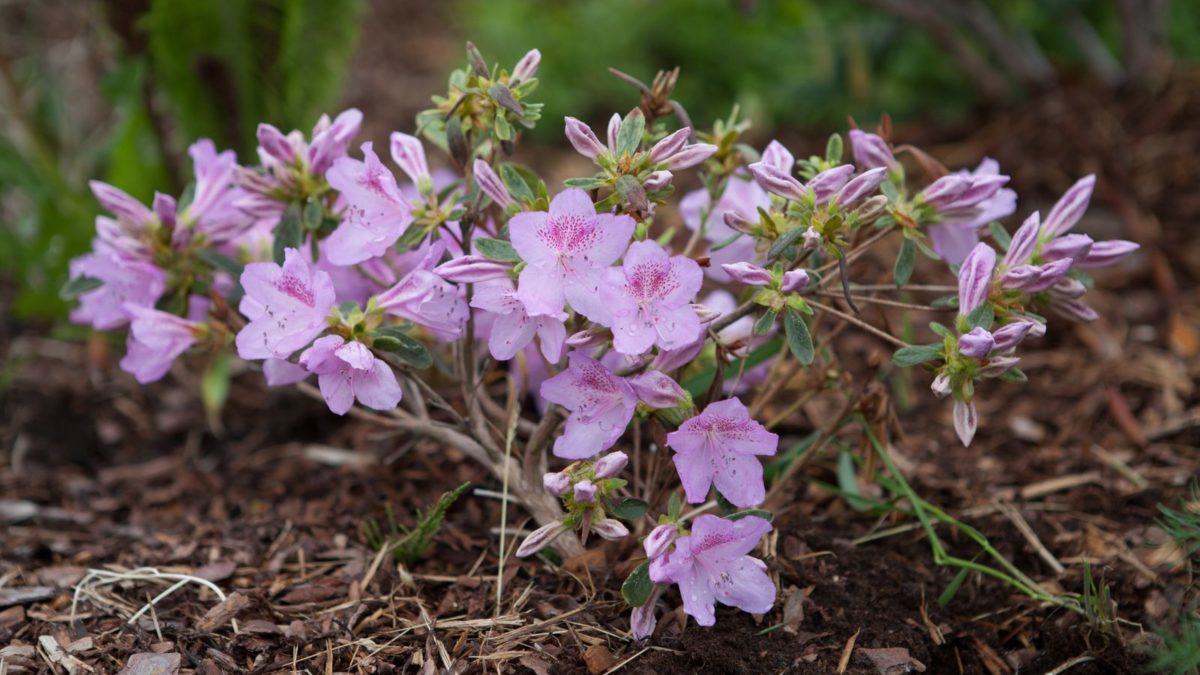Rhododendronerde: Eigenschaften & Kaufberatung - Plantura