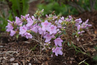 Rhododendronerde: Eigenschaften, Vorteile & Kaufberatung