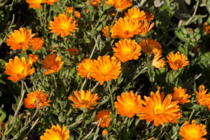 Ringelblumen