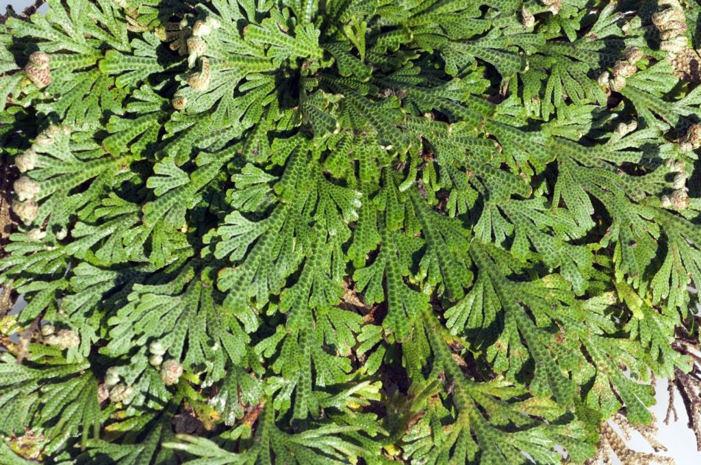 Rose von Jericho grün