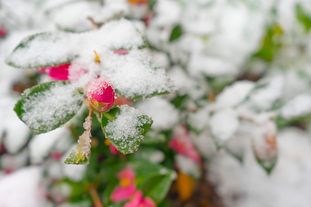 Sasanqua camellia Knospe unter Schnee