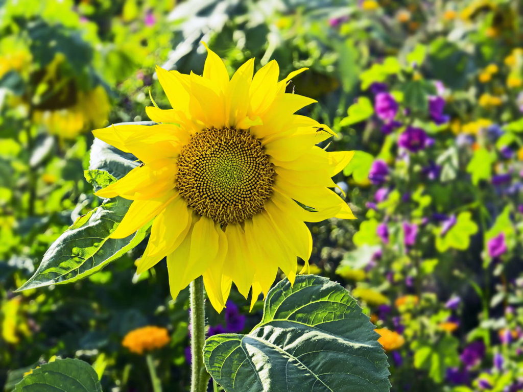 Sonnenblumen Alles zum Pflanzen, Pflegen & Ernten Plantura