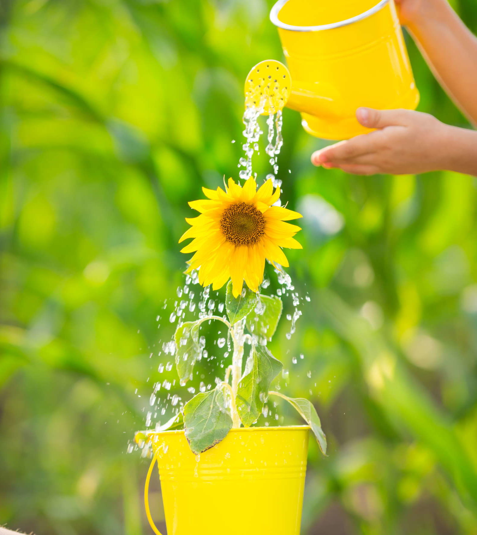 Sonnenblumen Alles zum Pflanzen, Pflegen & Ernten Plantura