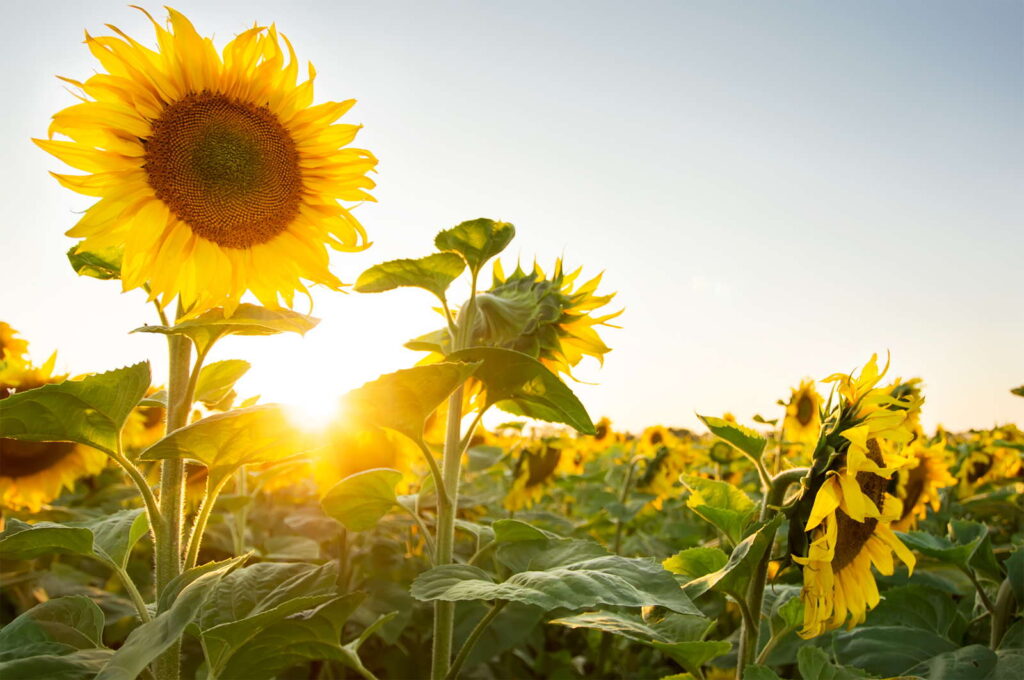 Sonnenblumen im Feld Sonnenuntergang